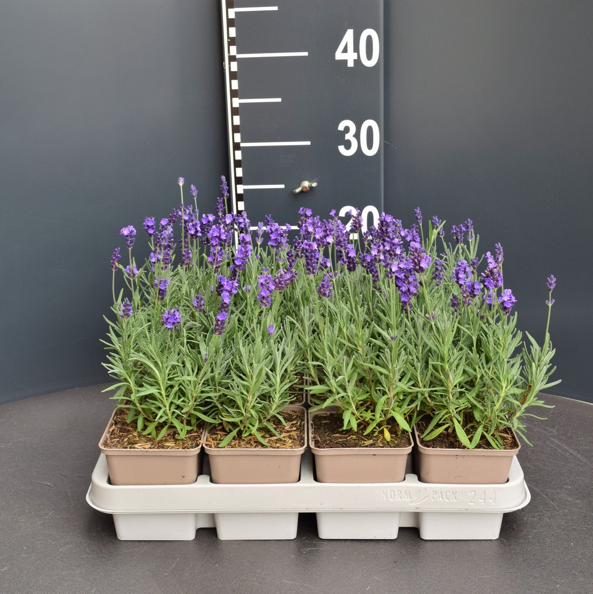 Lavandula Hidcote 5cm 9cm Pot