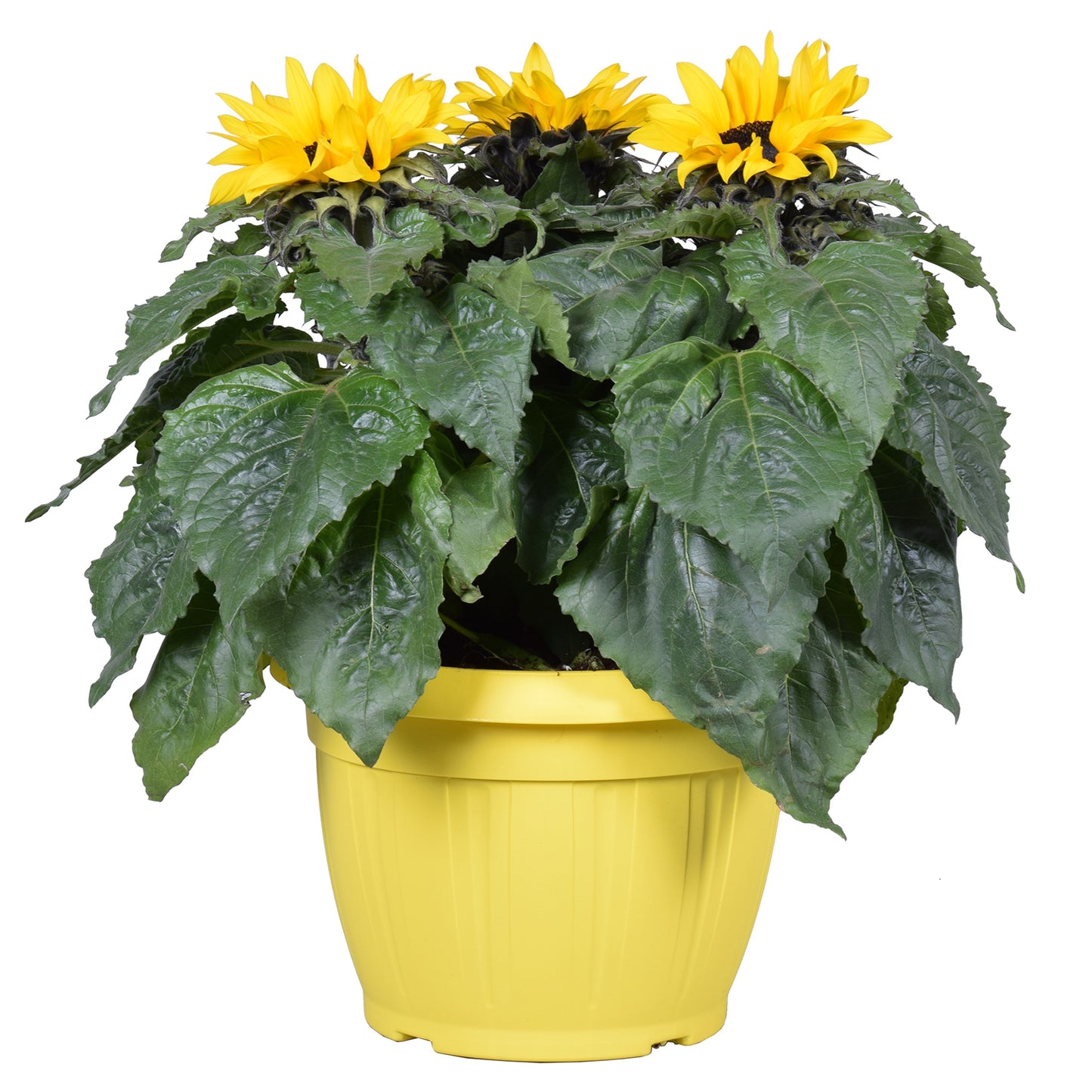 Helianthus ann. Sunsation 40cm 25cm Pot