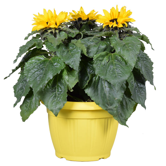 Helianthus ann. Sunsation 40cm 25cm Pot