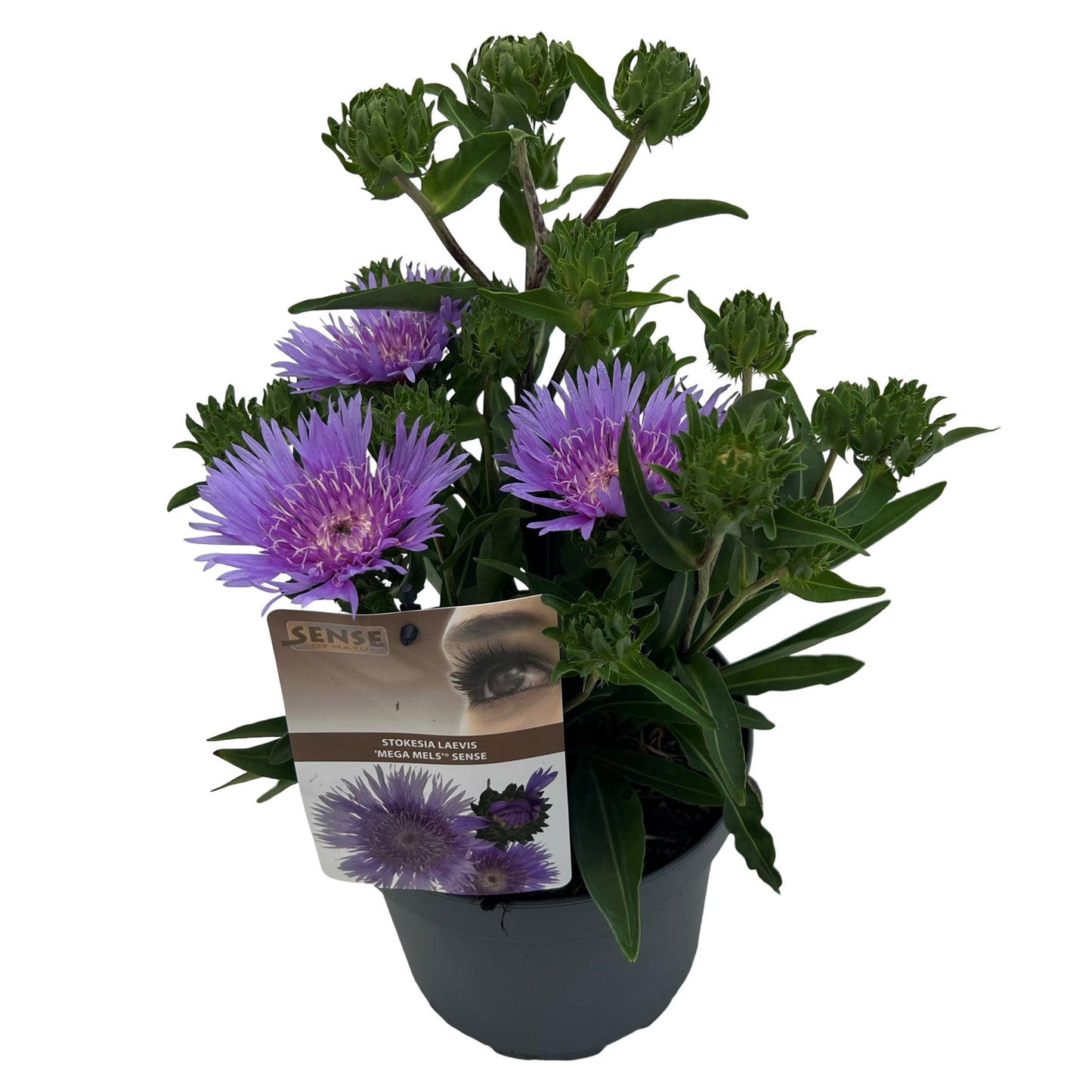 Stokesia laev. Mega Mels 30cm 19cm Pot
