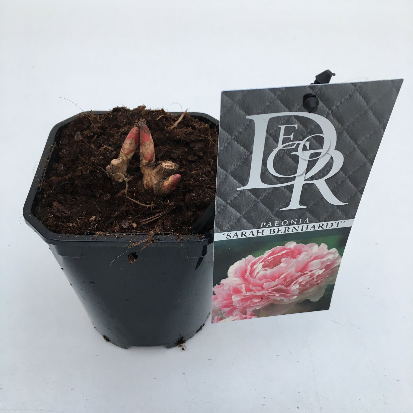 Paeonia lact. Sarah Bernhardt 5cm 11cm Pot