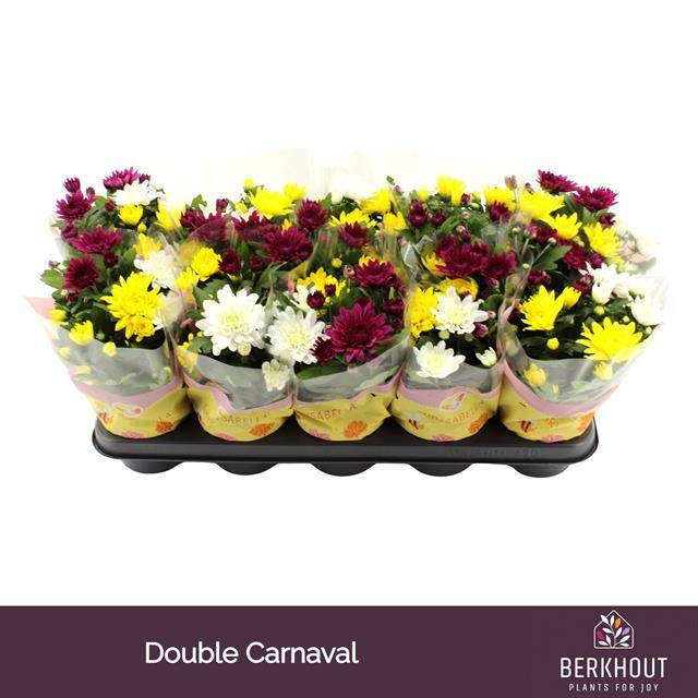 Chrysanthemum double carnaval 23cm 12cm Pot