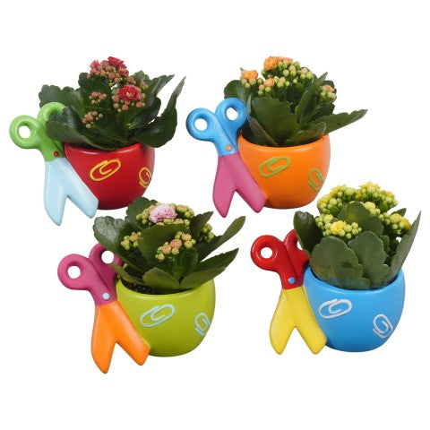 PTBTS3209 Arrangementen kamerplanten 14cm 12cm Pot
