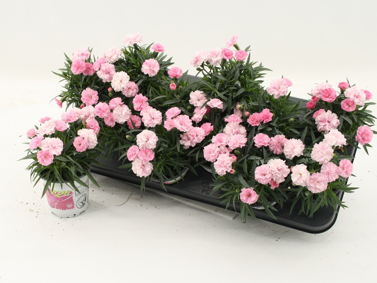 Dianthus I Love U 22cm 510cm Pot