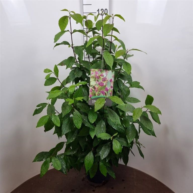 Callicarpa bod. Profusion 105cm 27cm Pot