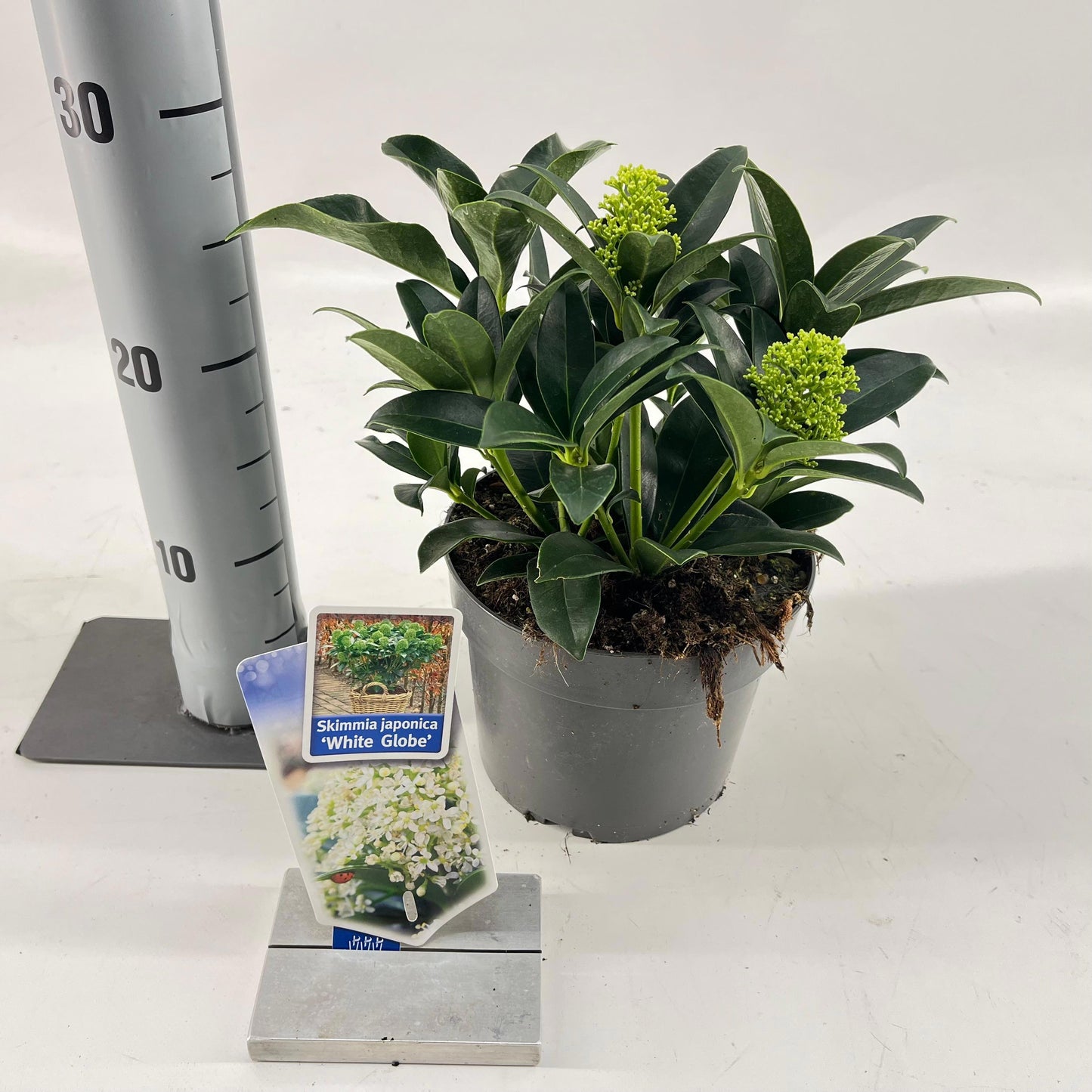 Skimmia japonica White Globe 25cm 17cm Pot