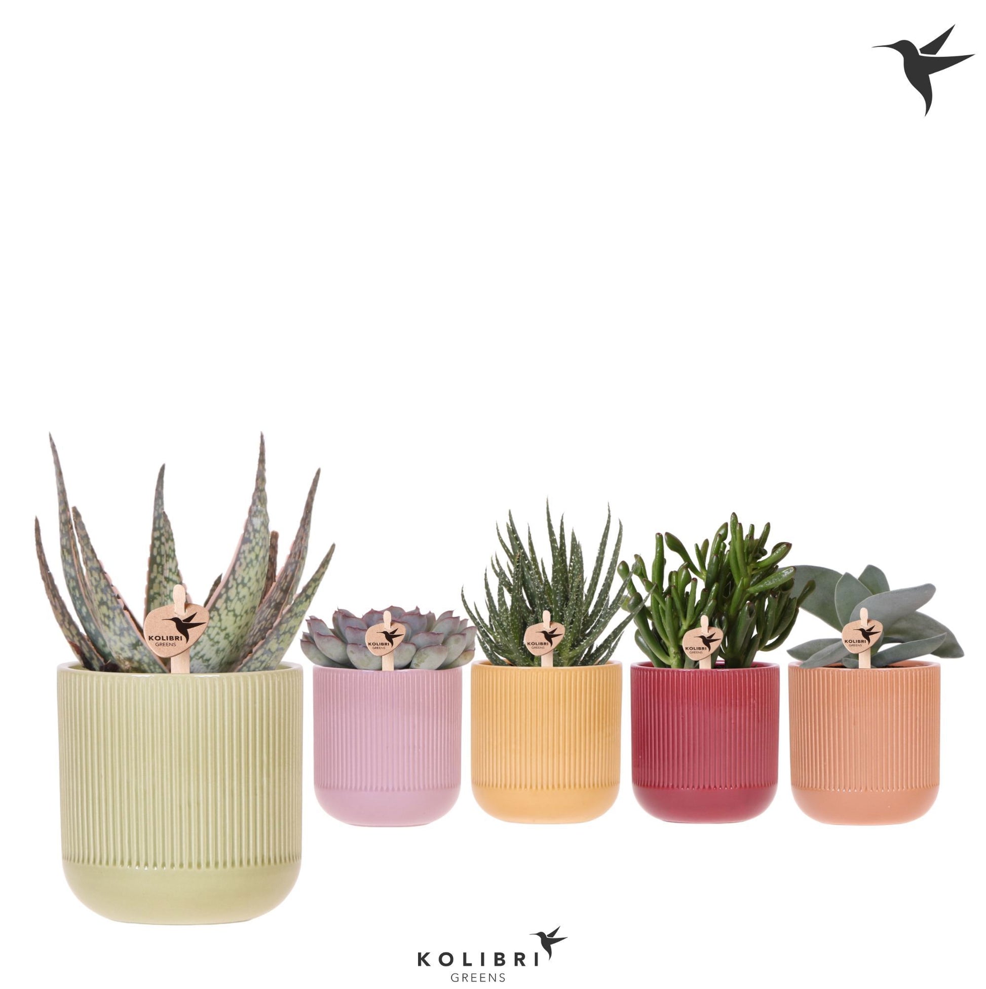 Succulenten mix (+ drp.ceramic) 22cm 9cm Pot