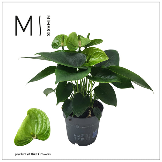 Anthurium Smaragd 43cm 12cm Pot