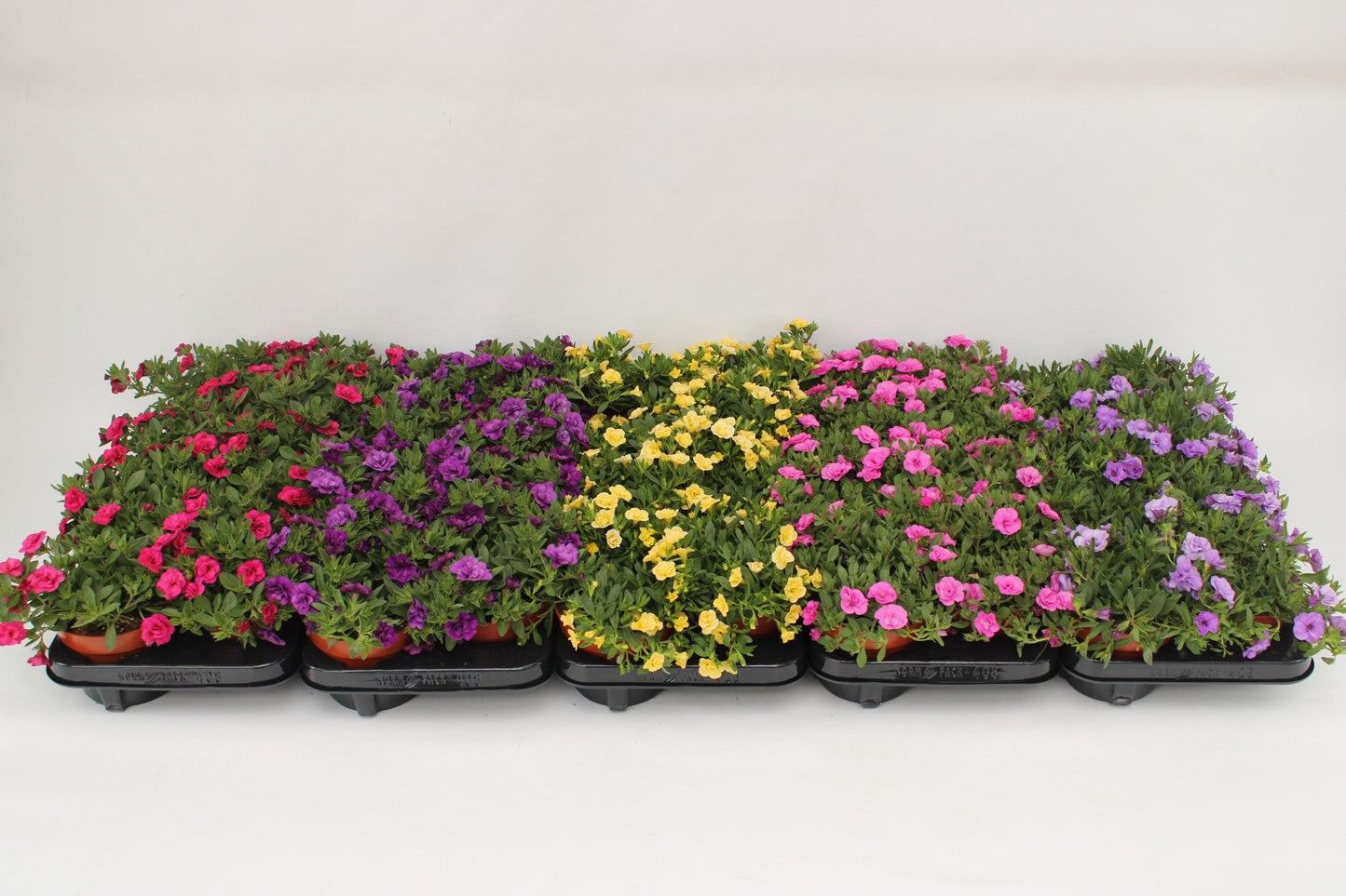 Calibrachoa Aloha mix 15cm 13cm Pot