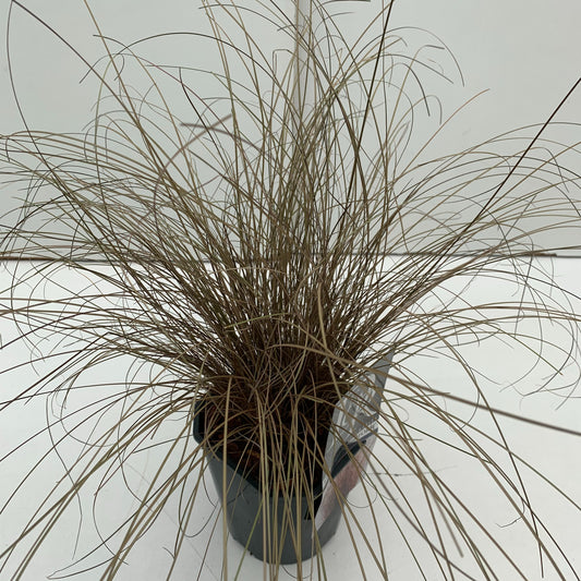 Carex Bronze Form 30cm 17cm Pot