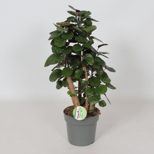 Polyscias Fabian 60cm 17cm Pot