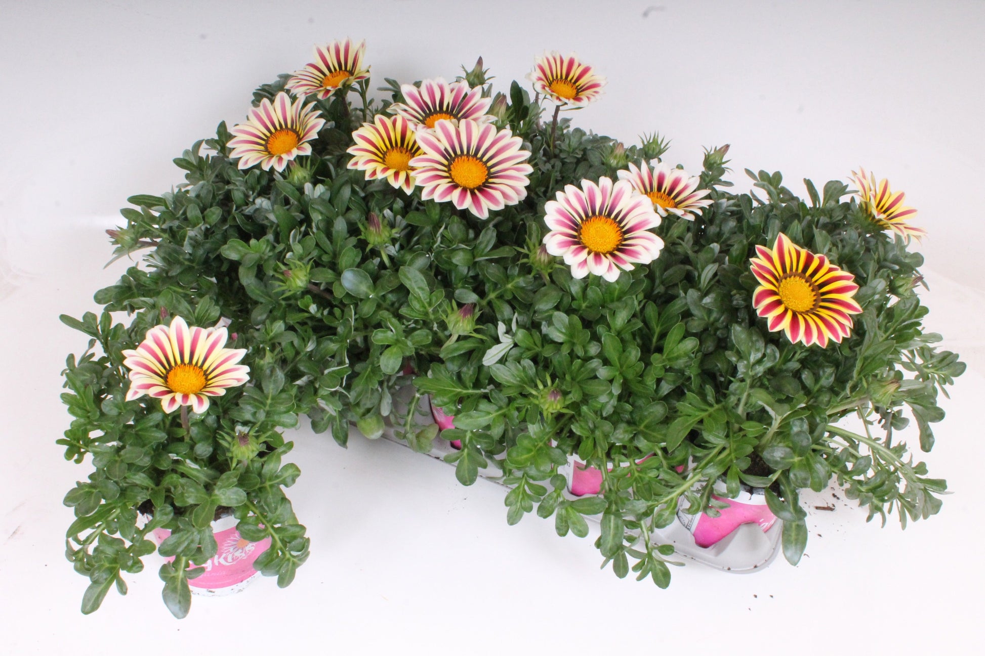 Gazania Big Kiss White Flame 25cm 12cm Pot