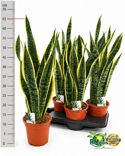 RM Plants BV Sansevieria Laurentii Pack of 4