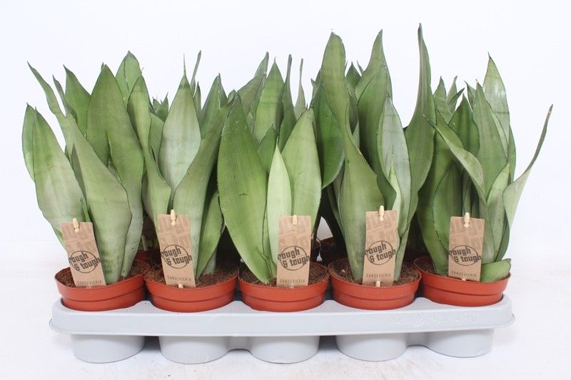 Sansevieria Moonshine 40cm 12cm Pot