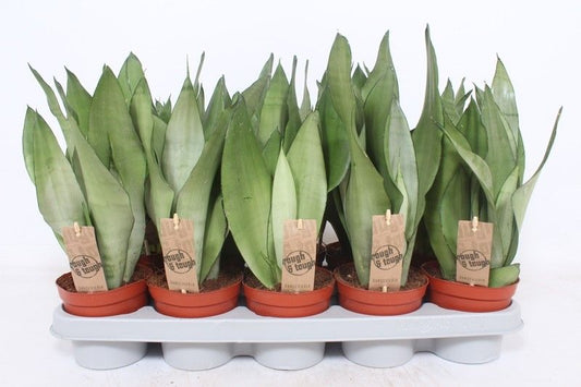Sansevieria Moonshine 40cm 12cm Pot