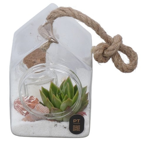 PTSUT8926 Arrangementen kamerplanten 17cm 10cm Pot