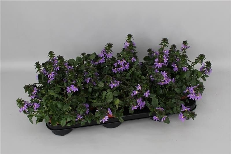 Scaevola mix 17cm 510cm Pot
