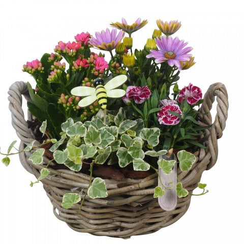 PTPP7026 Arrangementen Perkplanten 28cm 28cm Pot