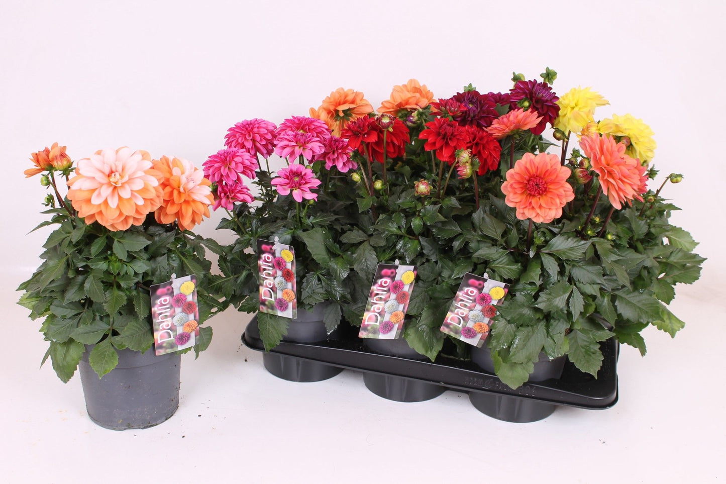 Dahlia Labella Grande mix 45cm 17cm Pot
