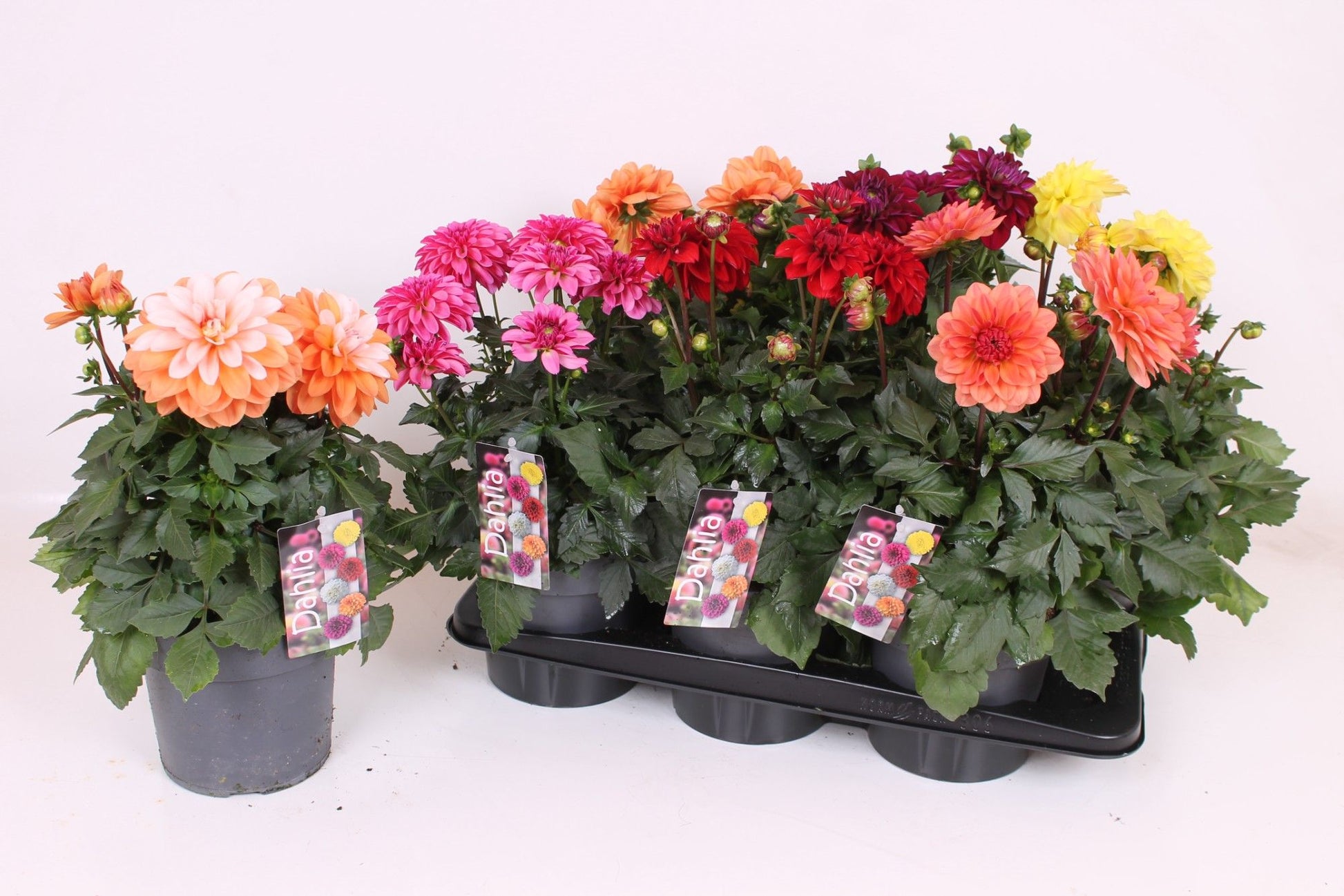 Dahlia Labella Grande mix 45cm 17cm Pot