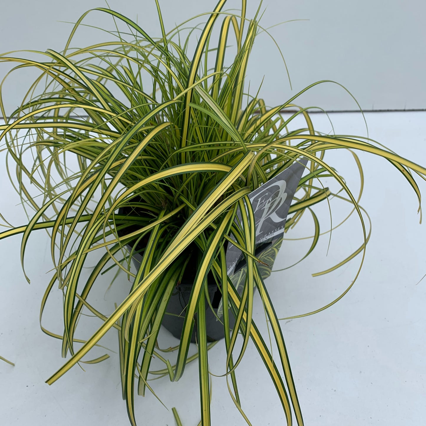 Carex osh. Evercolor Eversheen 30cm 17cm Pot