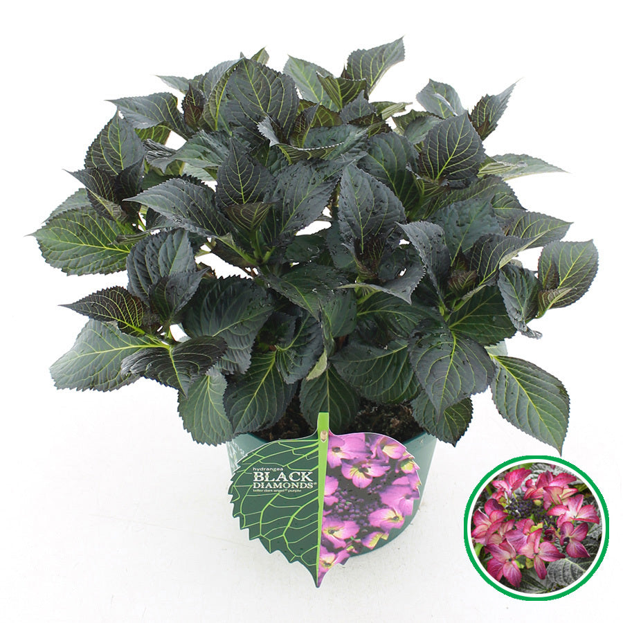 Hydrangea macr. Lacecap Dark Angel Purple 45cm 23cm Pot