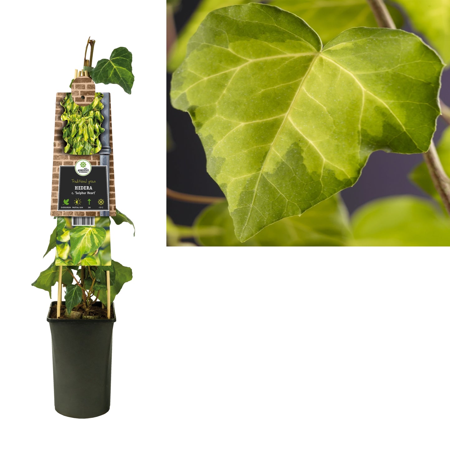 Hedera col. Sulphur Heart 17cm Pot