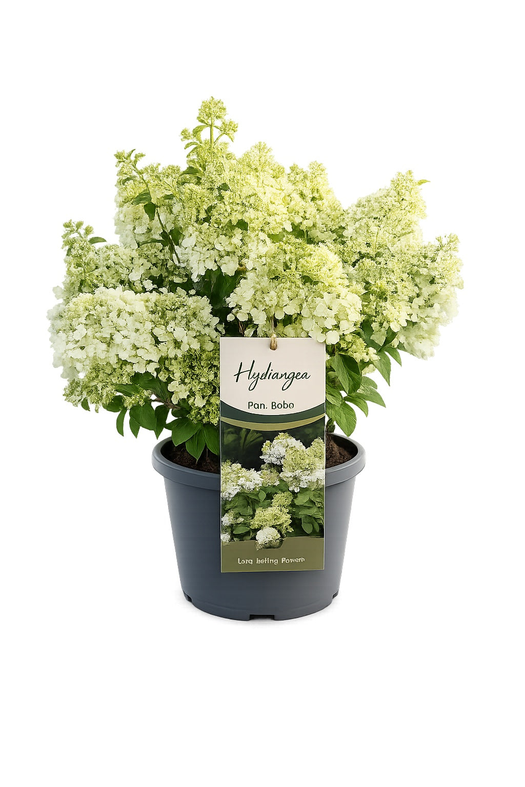 Hydrangea pan. Bobo 50cm 23cm Pot