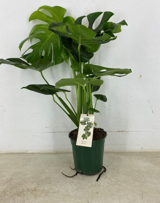 Monstera deliciosa 80cm 19cm Pot