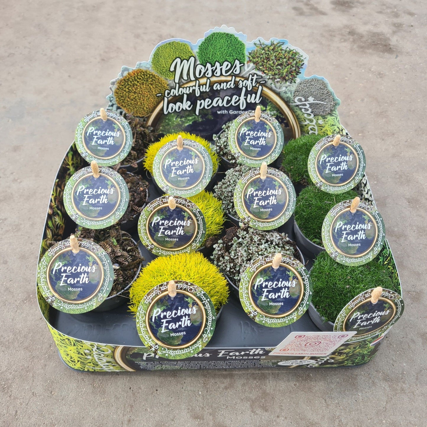 Moss mix 8cm 7cm Pot