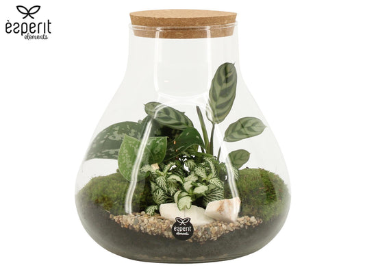 Glass Terrarium 23cm 22cm Pot