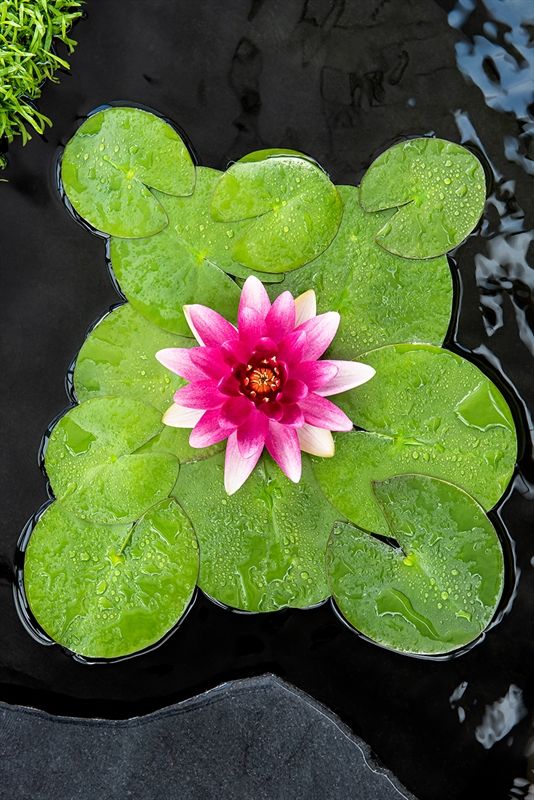 Nymphaea Escarboucle 30cm 11cm Pot