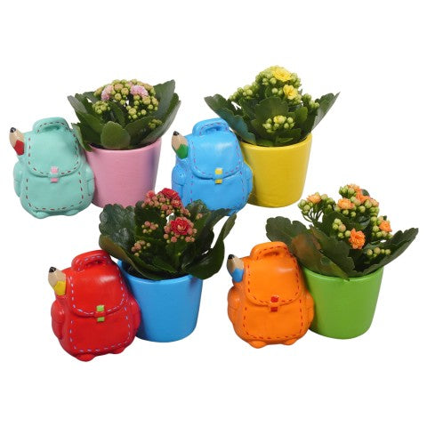 PTBTS3211 Arrangementen kamerplanten 15cm 14cm Pot
