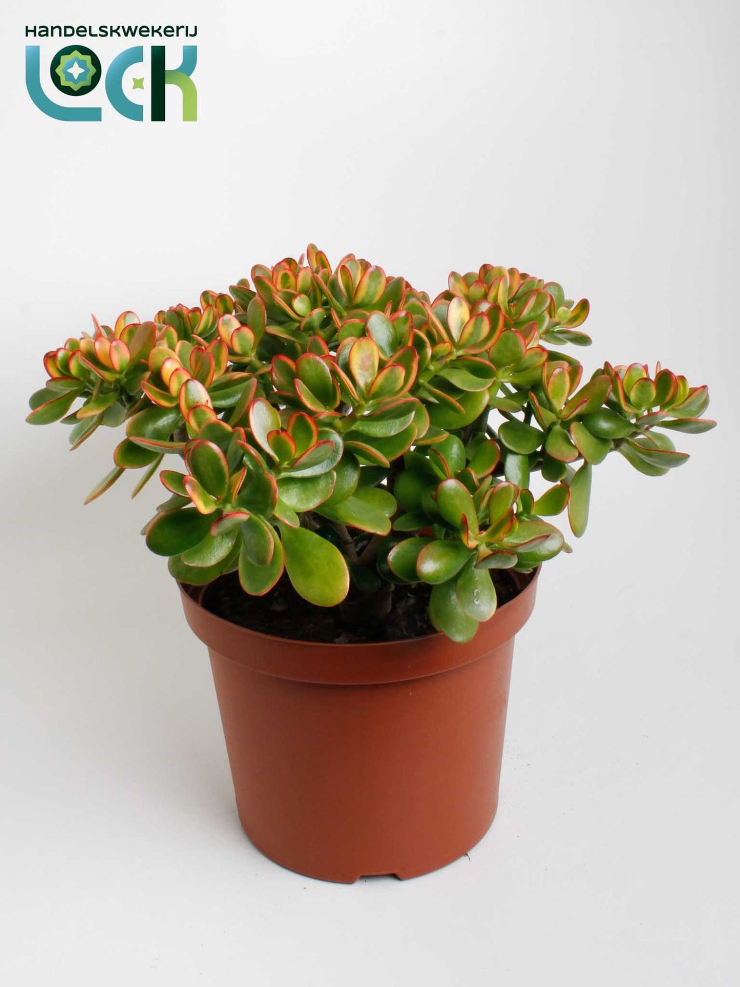 Crassula Sunset 65cm 29cm Pot
