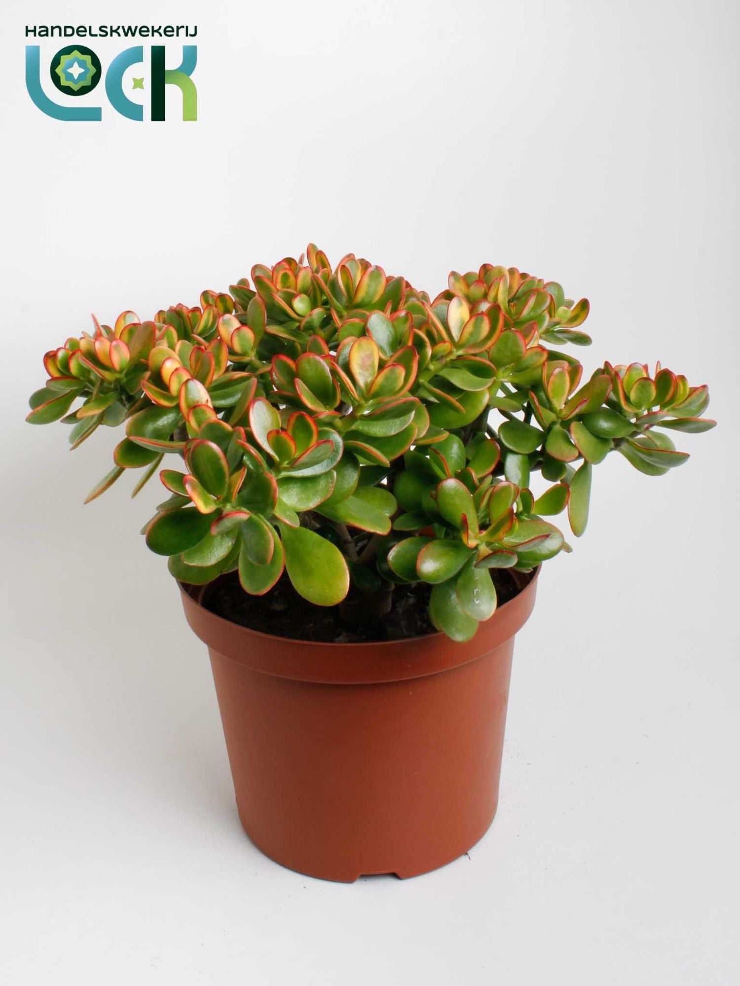 Crassula Sunset 65cm 29cm Pot