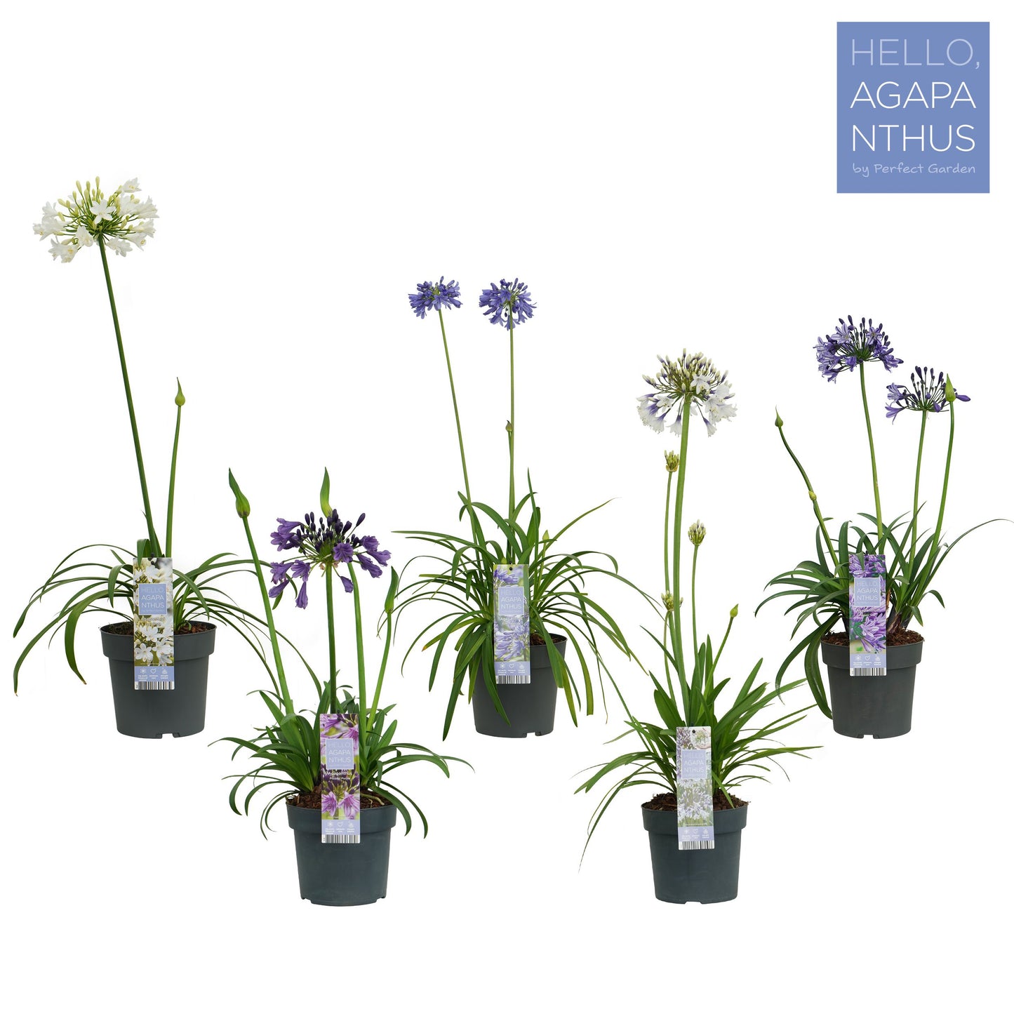 Agapanthus mix 100cm 19cm Pot