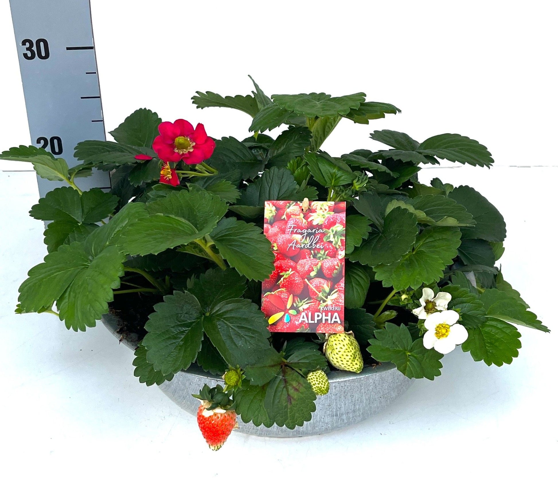 Fragaria ana. Fragoo zink 30cm 36cm Pot