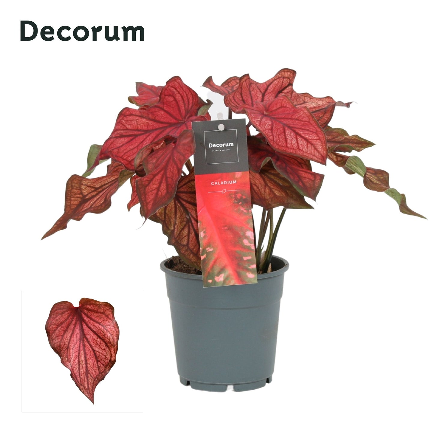 Caladium red 25cm 12cm Pot