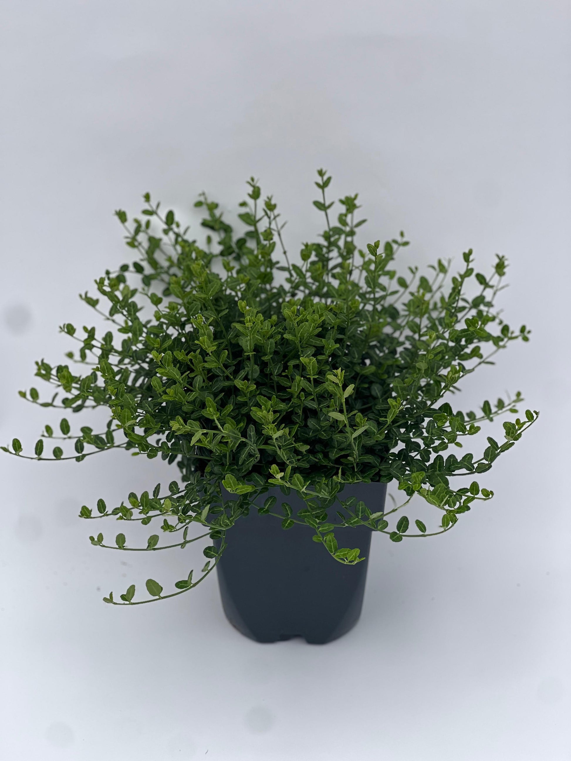 Euonymus Minimus 20cm 17cm Pot