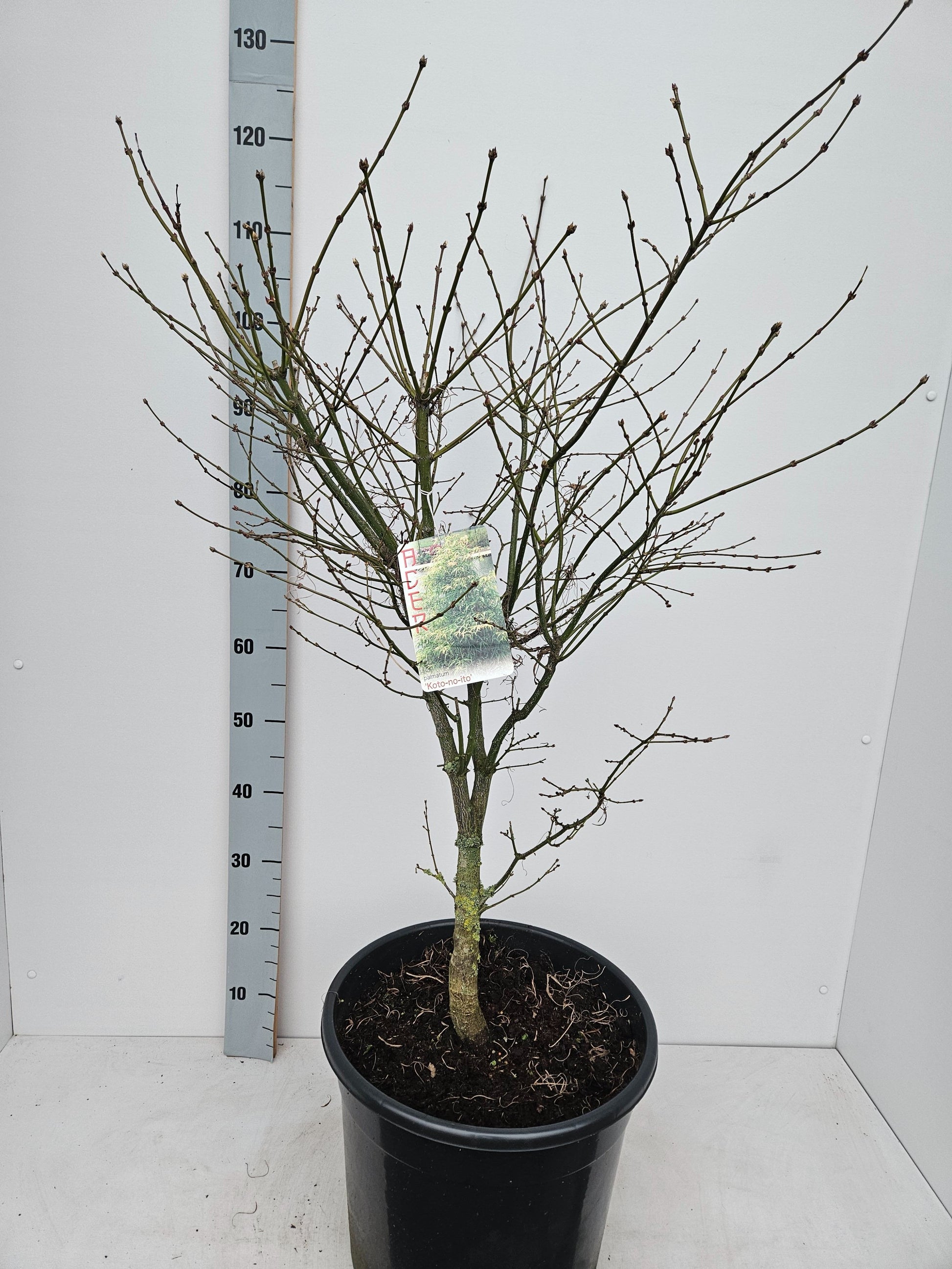 Acer palm. Koto-no-ito 120cm 36cm Pot