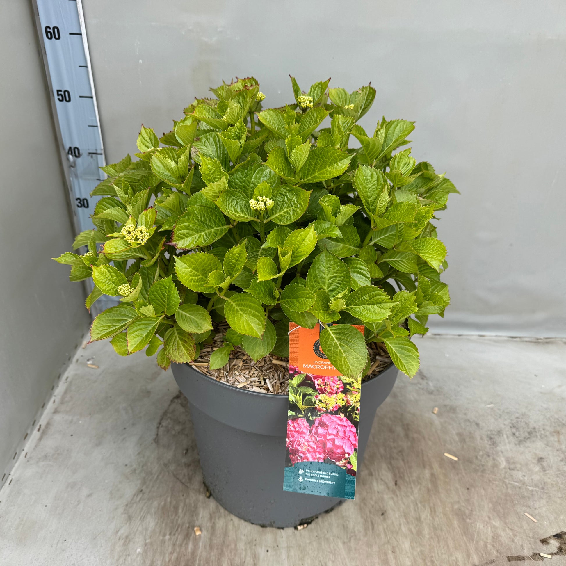 Hydrangea macr. Alpengluehen 50cm 35cm Pot