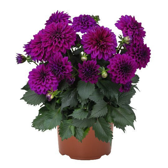 Dahlia Dahlinova Temptation Purple 40cm 17cm Pot
