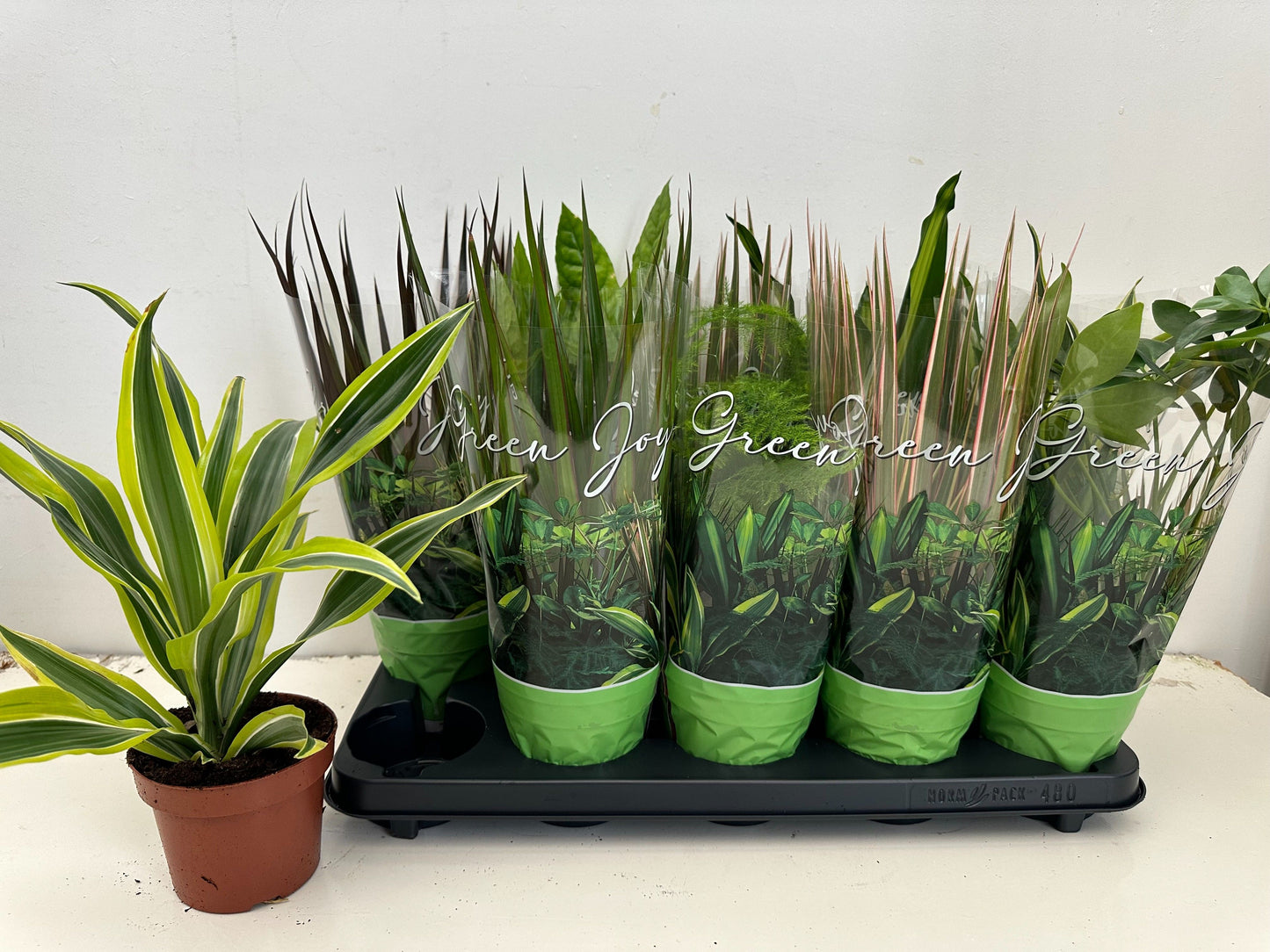 Molenkade, potplantenkwekerij (Sanders) Foliage houseplants mix Pack of 6
