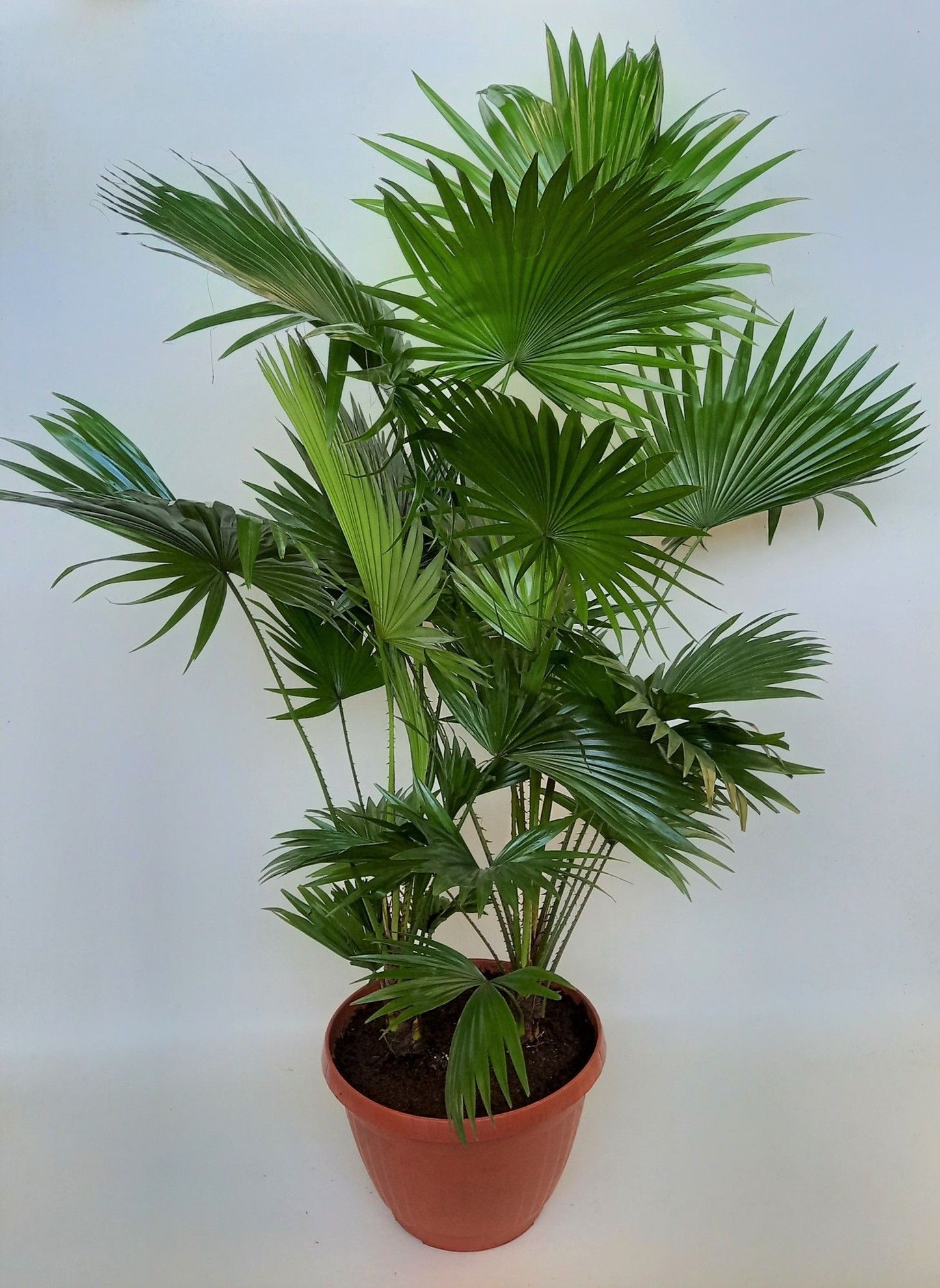 Livistona rotundifolia 90cm 30cm Pot