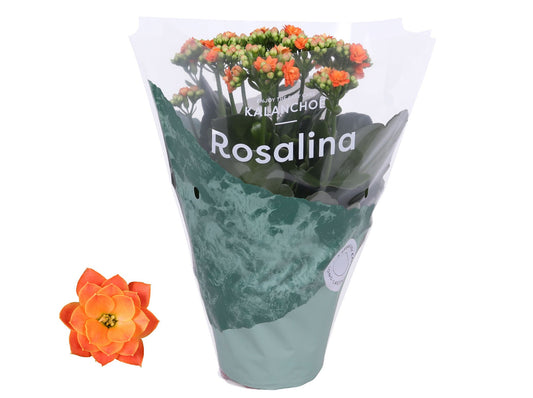 Kalanchoe Roselina Don Pedro 27cm 12cm Pot