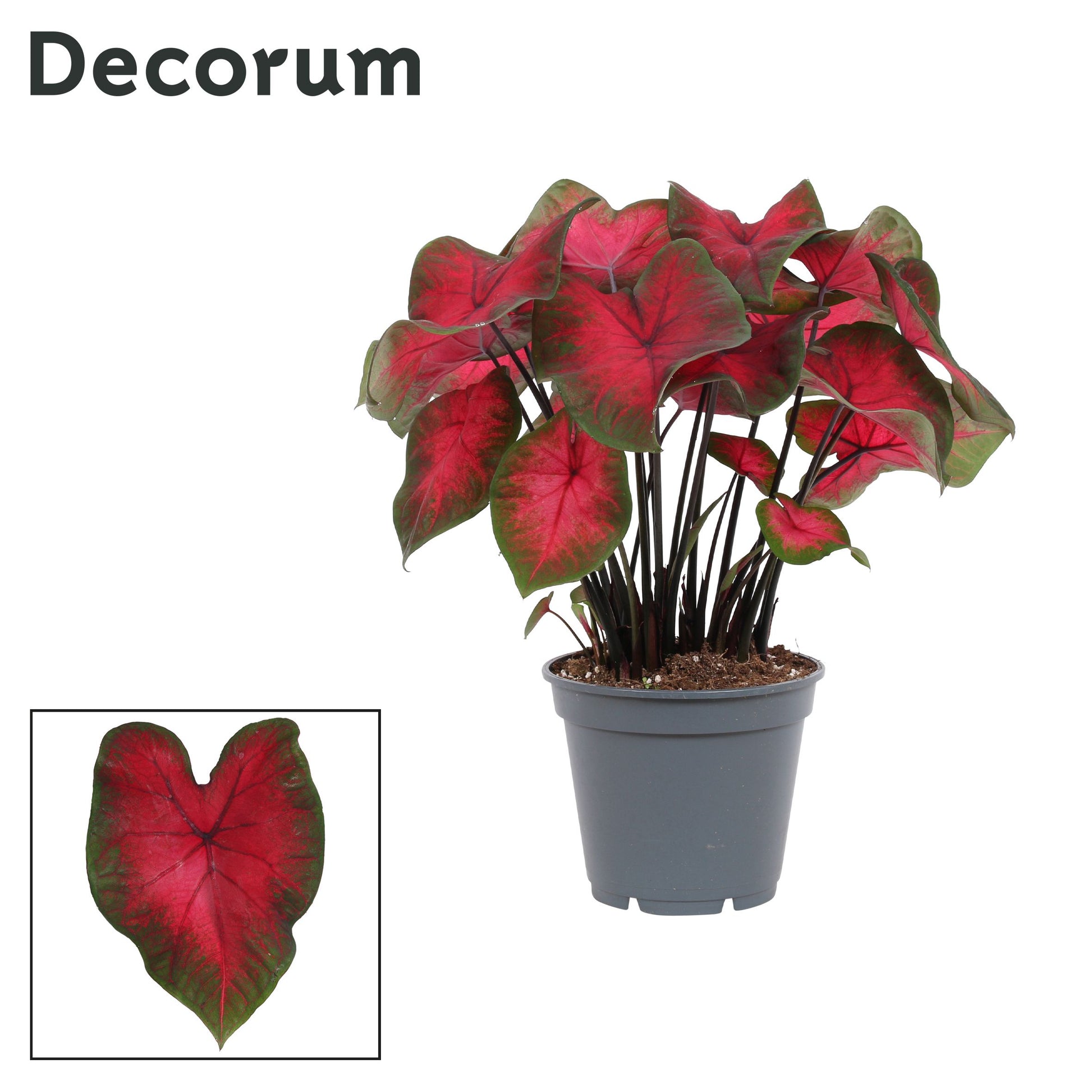 Caladium red 50cm 17cm Pot