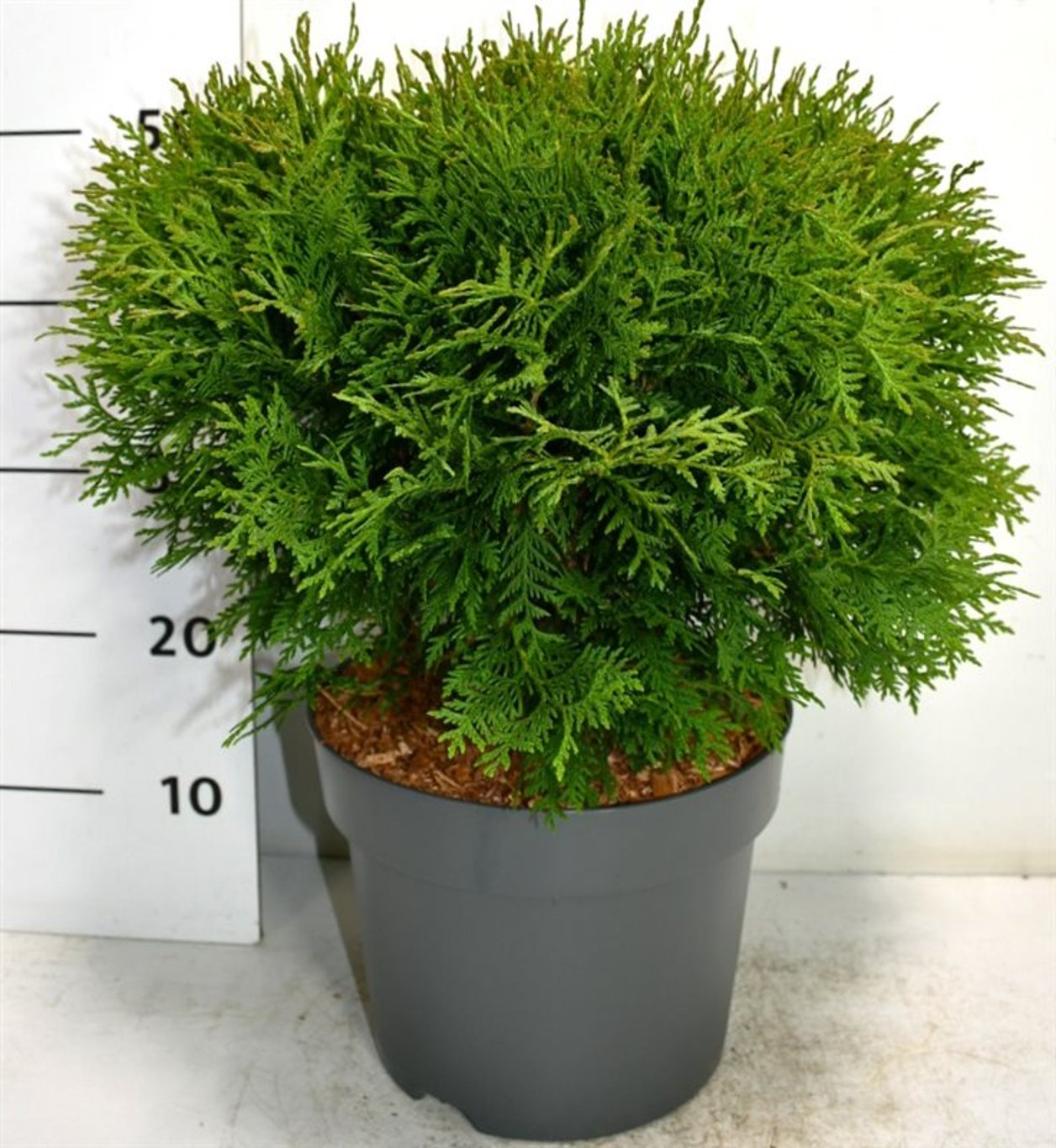 Thuja occidentalis Woodwardii 55cm 26cm Pot