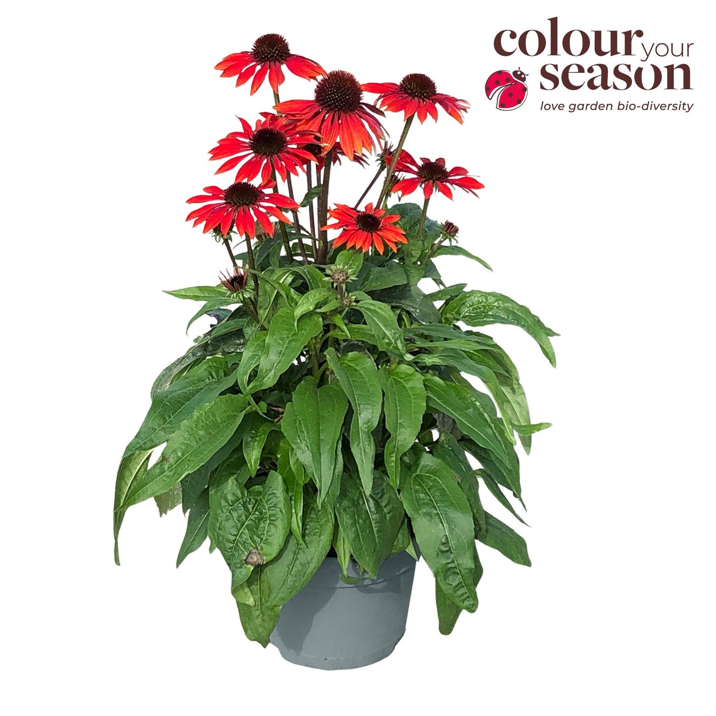 Echinacea Sombrero Red 40cm 19cm Pot