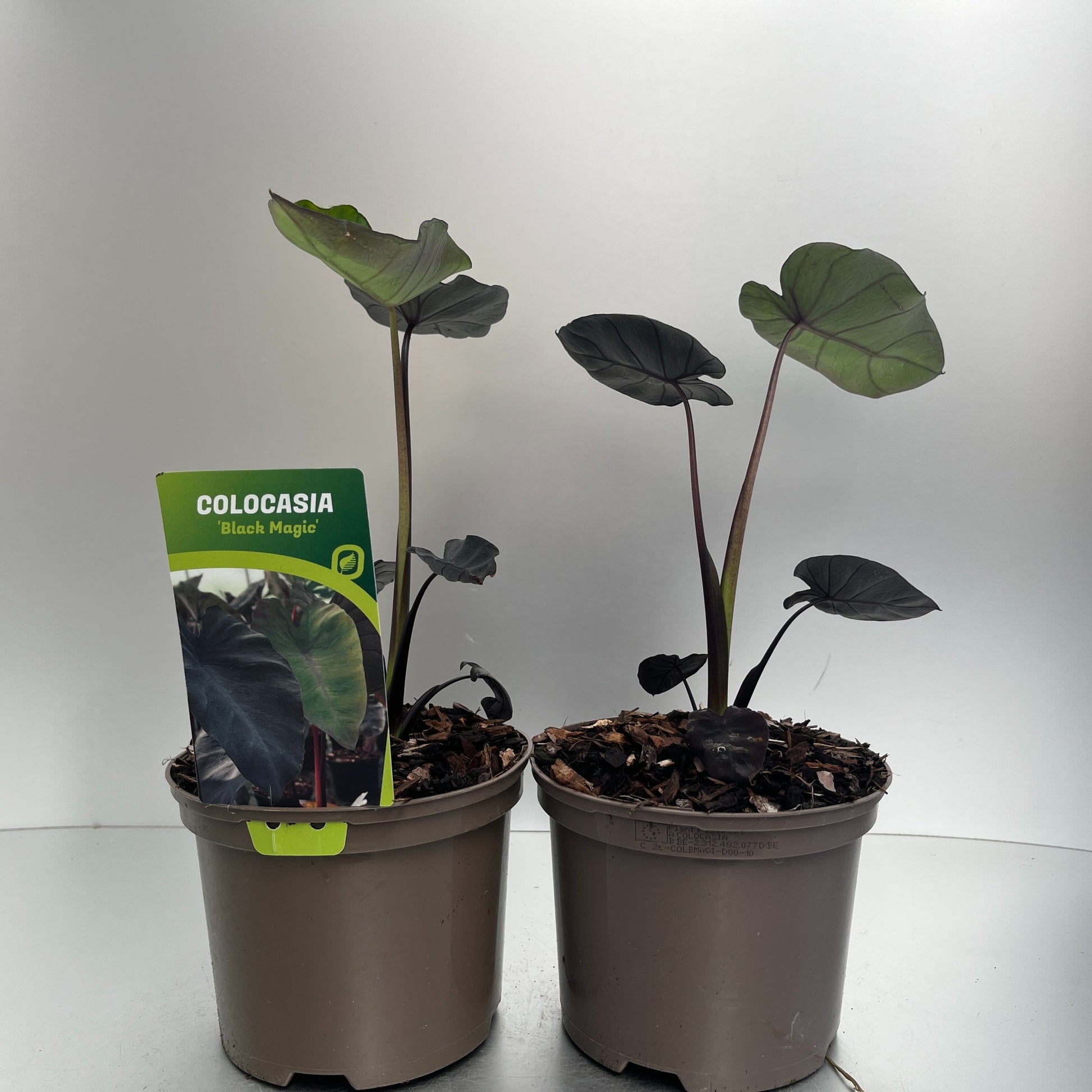 Colocasia Black Magic 30cm 17cm Pot