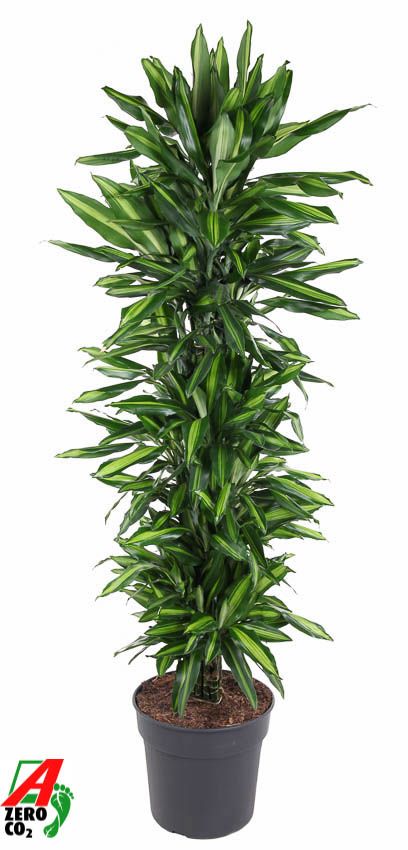 Dracaena frag. Cintho branched 180cm 34cm Pot